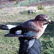 Eurasian Jay